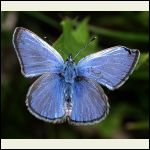 Silvery blue butterfly