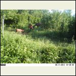 elk cows and calf