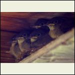 Eastern phoebe chicks