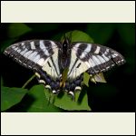 tiger swallowtail