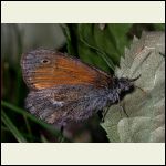 ringlet