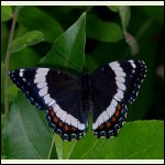 white admiral