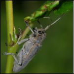 Poplar Borer Long Horned Beetle