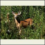 Curious fawn.