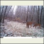 Deer in first snow