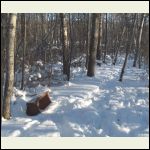 trail trail