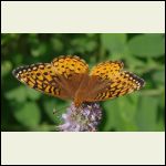 great spangled frit