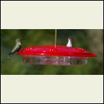 hummingbirds