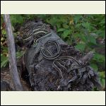 basking garter snakes