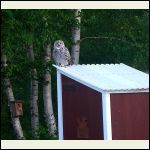 great horned owl chick