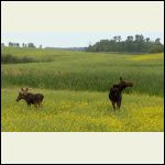 cow moose and twins