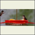 humming birds