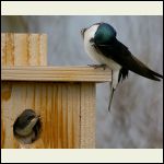 tree swallow