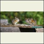 happy chipmunks