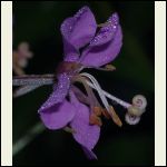 fireweed flower