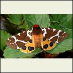 great tiger moth