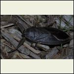 giant water bug