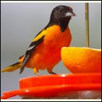 Baltimore oriole