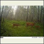 twin white tailed deer