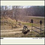 turkey vultures turkey vultures