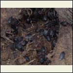 carrion beetles on the carcass carrion beetles on the carcass