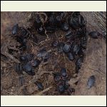 carrion beetles on the carcass