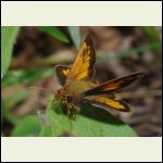 hobomok skipper