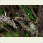 American Emerald dragonfly