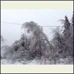 ice covered tree causing some issues