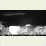 beaver beaver