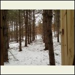 My view from the outhouse before logging