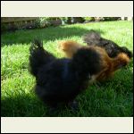 Chickens_008.jpg