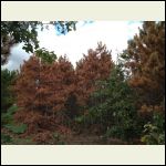 Trees dying from drought and pine beetle