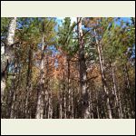 Trees dying from drought and pine beetle2