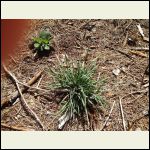 Little Bluestem