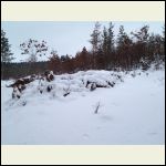 The burn piles covered in snow