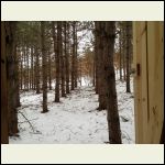 Outhouse view before