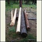 Doug Fir logs.  White logs peeled July 15, minutes after felling, bark came off in sheets.