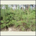 new pines