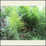 ferns