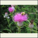 beethistle.JPG