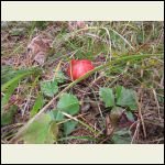 Pretty mushroom