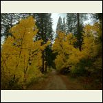 Forest road enroute to my cabin