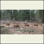 foundation foundation