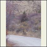 deer.jpg deer.jpg