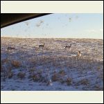 Meet the neighbours - Pronghorn "Antelope"