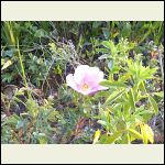 Alberta Wild Rose