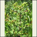 Saskatoons