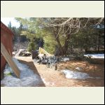 Old vinyl siding that was covered with pine needles, found it while stepping on it. Gone!