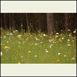 un-mowed areas turned into wildflower meadows. un-mowed areas turned into wildflower meadows.